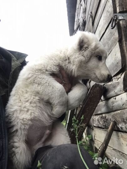 Среднеазиатская овчарка алабай щенки