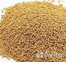 Горчица белая (сидерат) семена