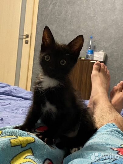 Котик в дар