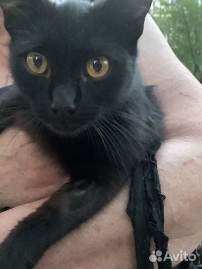 Кошка