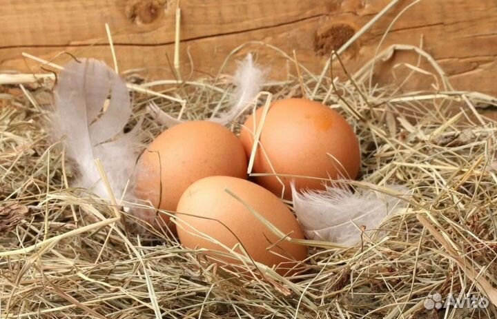 Домашние куриные и гусиные яйца