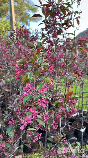 Саженцы декоративной яблони