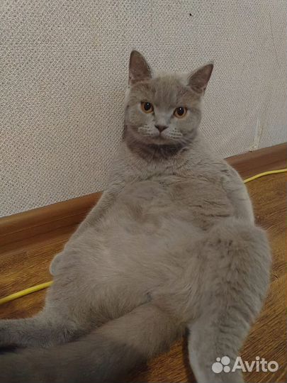 В добрые руки