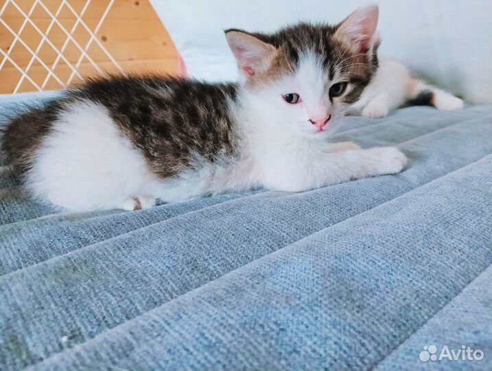 Очень добрый маленький кот