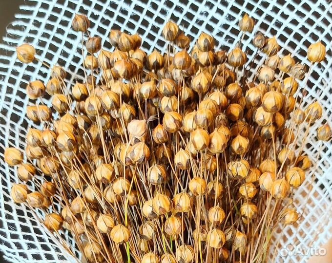 Сухоцветы и стабилизированные цветы