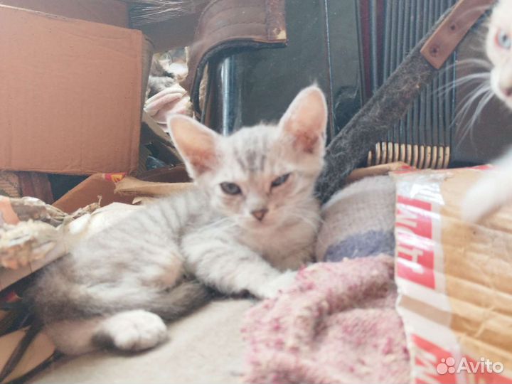 Кошка