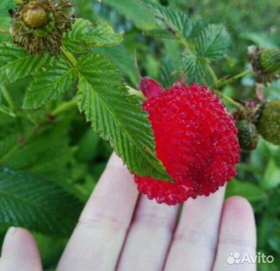 Малина Норвежская