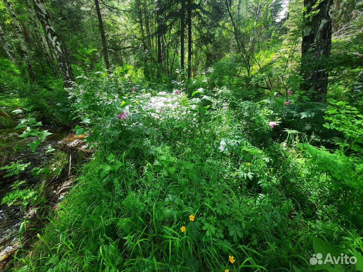 Экскурсовод по алтаю