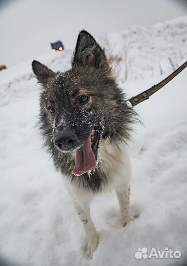 Классный парень ищт дом и доброго хозяина