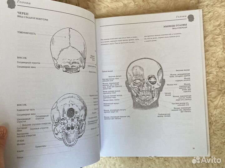 Анатомия для художников Баррингтон Барбер