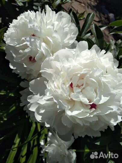 Астильба, пионы, клематис