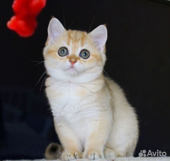 Шотландские золотые шиншиллы