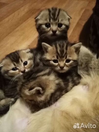 Шотландская кошка