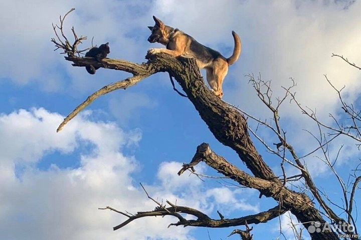 Сниму кошку с дерева