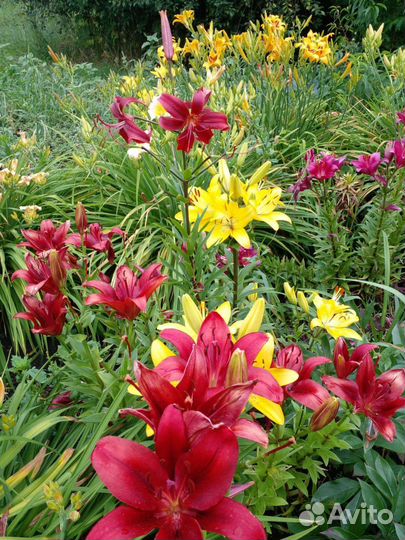 Лилии луковицы