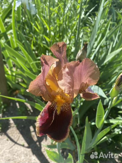 Ирисы бородатые сортовые