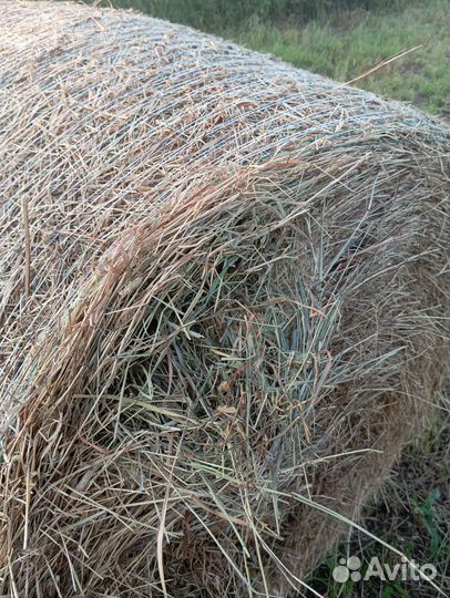 Продам сено в рулонах