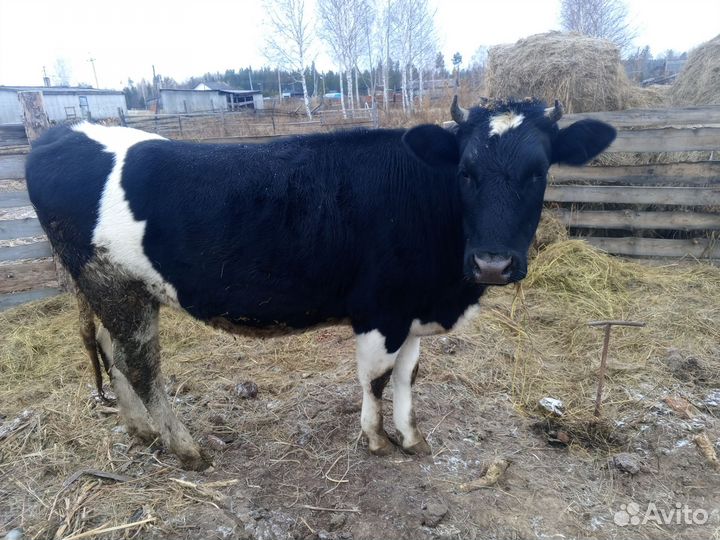 Телка стельная