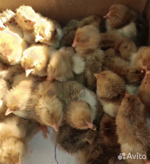 Цыплята суточные несушки