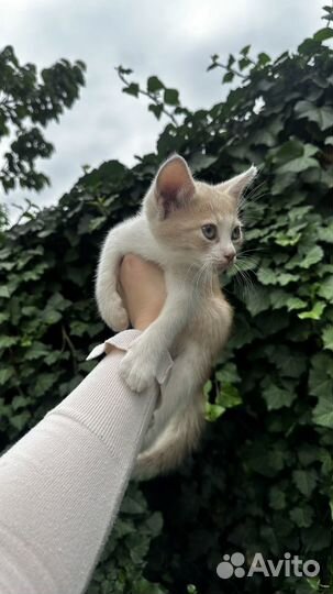 Отдаем котят в добрые руки