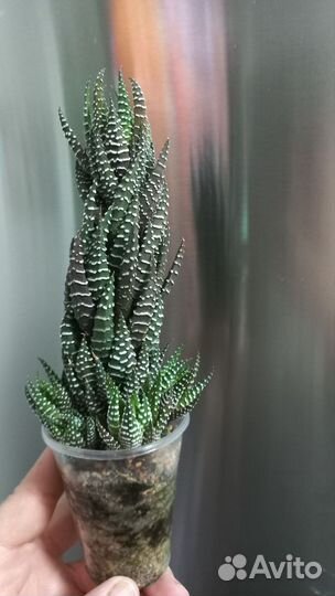 Редкая хавортия косичкой