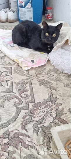 Котик молодой живёт на детской площадке