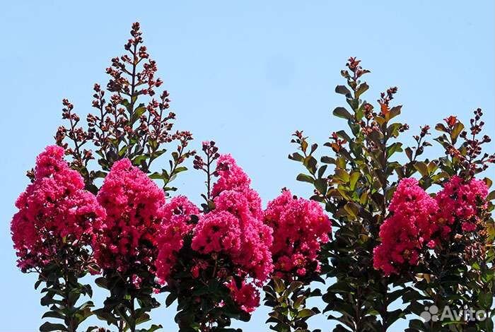 Сирень обыкновенная и Лагерстремия, читай текст