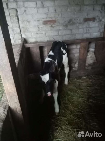 Продажа телят