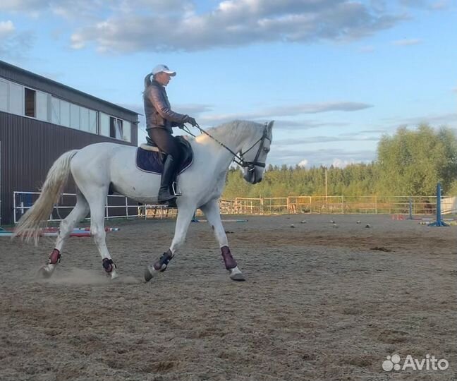 Аренда/продажа/обмен/иппотерапия. Мск