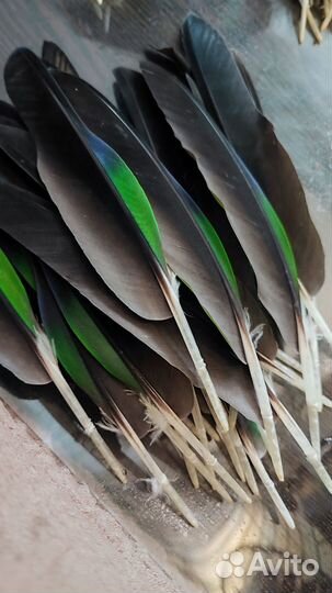 Перья амазона