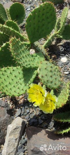 Кактусы зимующие на улице в средней полосе России