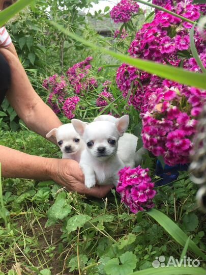 Красивые малыши щенки чихуахуа
