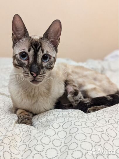 Бенгал метис