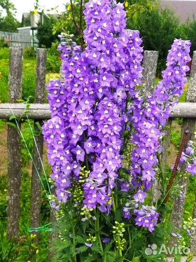 Растения для сада