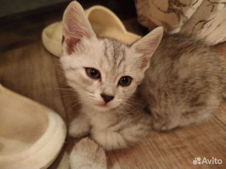 Котята в добрые руки шотландцы