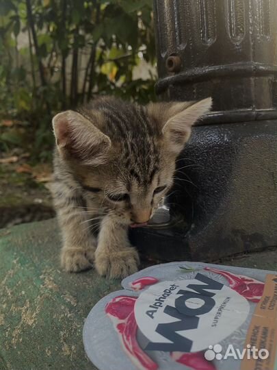 Тигровые кисики с доставкой на дом)