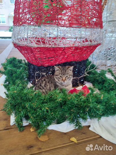 Котик Кошарик