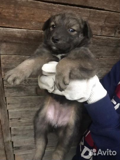 Собака(Щенок)