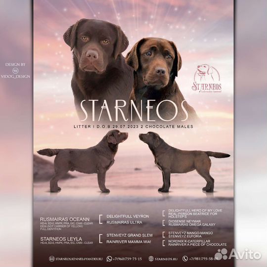 Щенки лабрадора