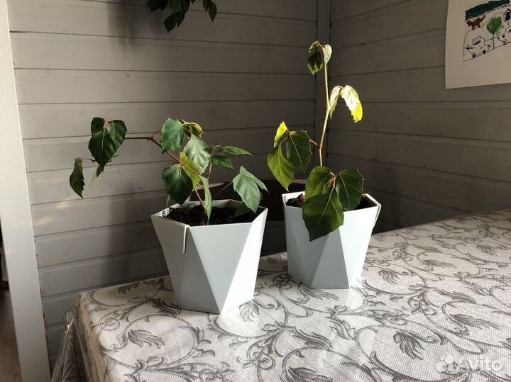 Комнатный цветок Березка (Циссус ромболистный)