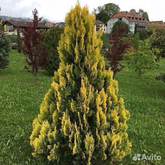 Туя Еллоу риббон