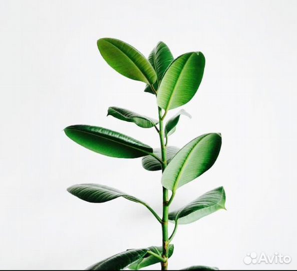 Фикус каучуконосный