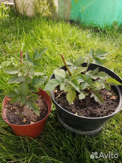 Саженцы ежевики