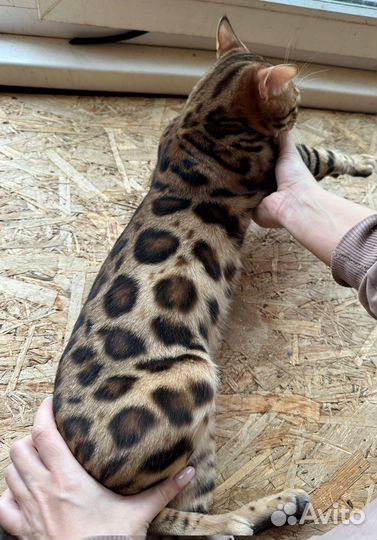 Бенгальский кот вязка