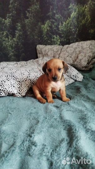 Кроличья такса