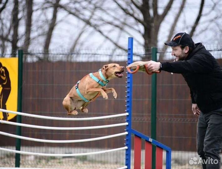 Кинолог-Зоопсихолог