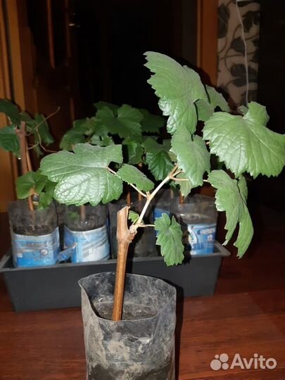 Саженцы винограда