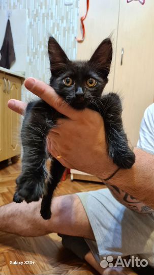 Отдам в добрые руки