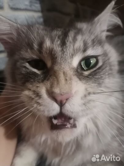 Кошки мейн-кун