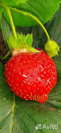 Клубника, рассада элитных сортов